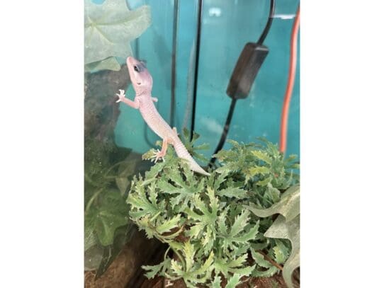 [#R034]  - Leopard Gecko Reptiles For Sale