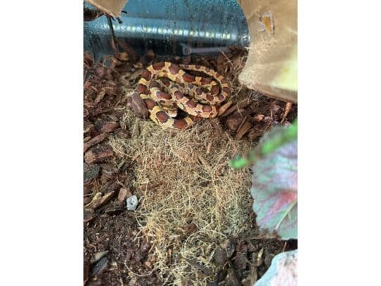[#R035]  - Corn Snake Reptiles For Sale