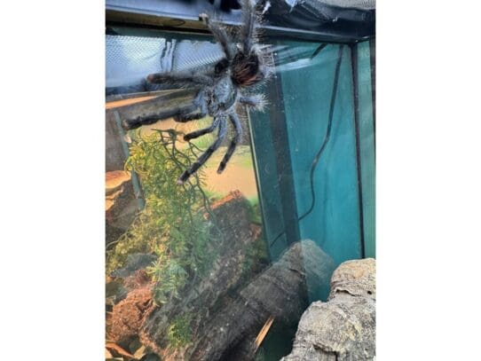 [#R036]  - Pinktoe Tarantula Reptiles For Sale