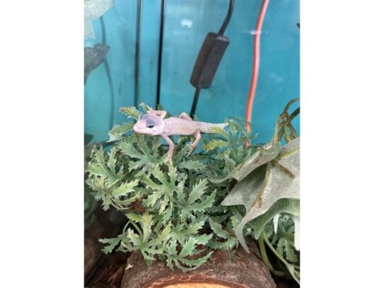 [#R095]  - Leopard Gecko Reptiles For Sale