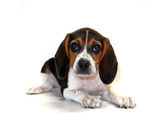 [#3158] Skye - Tri-Colored Female Beagle Puppies For Sale