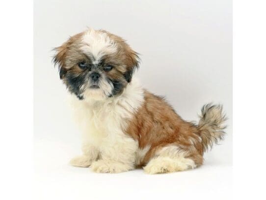 [#3497] Albie - Red / White Male Shih Tzu Puppies For Sale