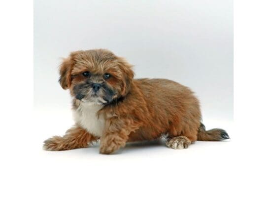 [#3508] Boomer - Brindle Male Lhasa Apso Puppies For Sale
