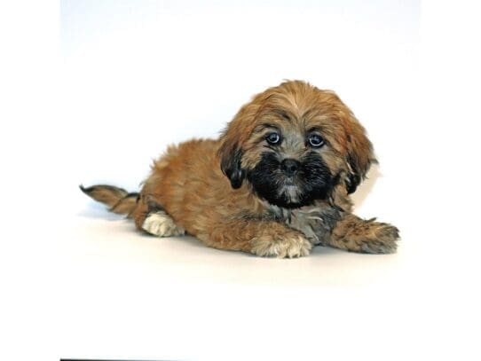 [#3171] Beech - Brindle Male Lhasa Apso Puppies For Sale
