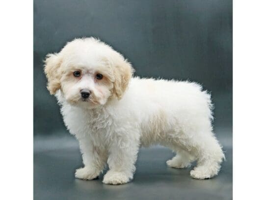 [#3513] Buttons - Cream Male Havapoo Puppies For Sale