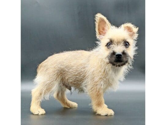 [#3517] Pippin - Wheaten Male Cairn Terrier Puppies For Sale