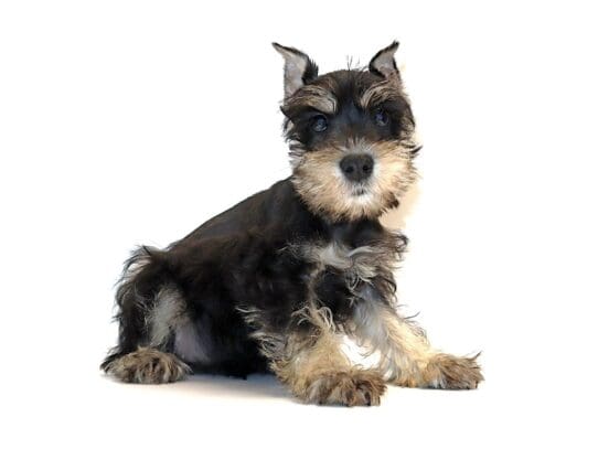 [#3189] Bailey - Black / Silver Female Miniature Schnauzer Puppies For Sale