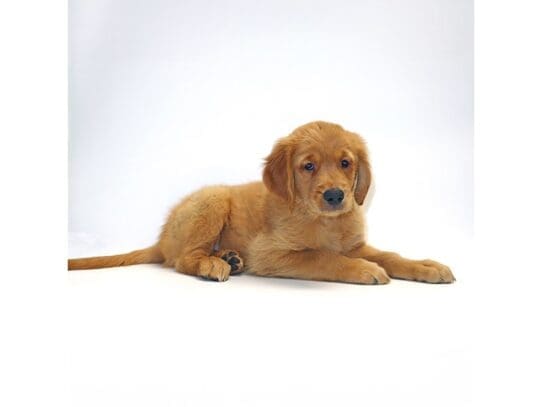 [#3190] Daiquiri - Female Golden Retriever Puppies For Sale