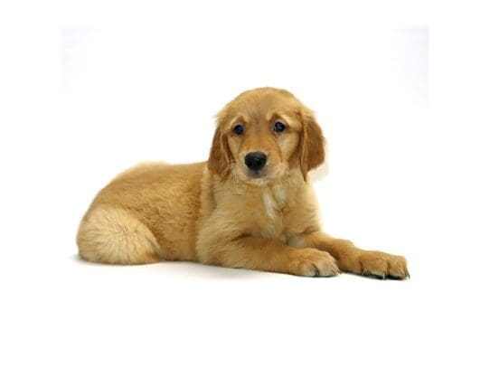 [#3191] Whiskey - Male Golden Retriever Puppies For Sale