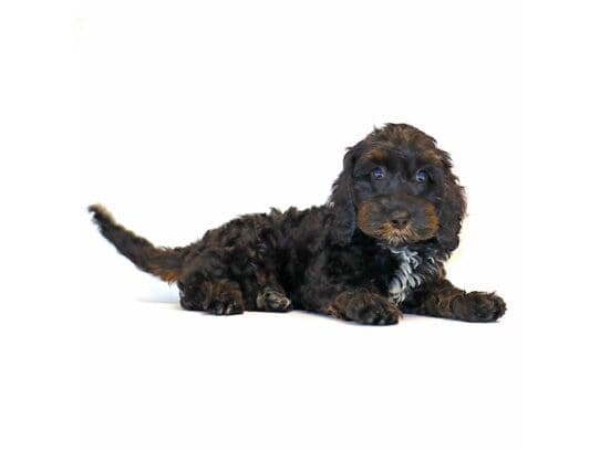 [#3197] Mule - Black Female Bernedoodle Mini 2nd Gen Puppies For Sale