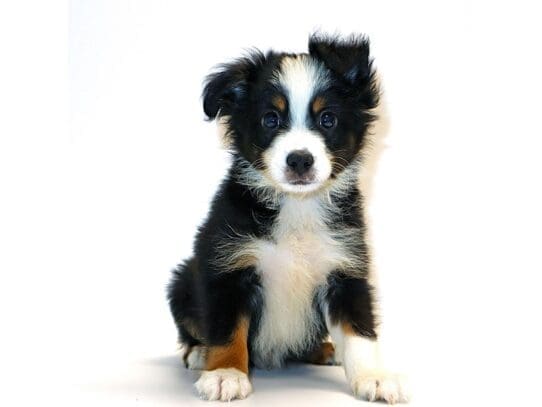 [#3200] Toddy - Black White and Brown Male Miniature Australian Shepherd Puppies For Sale