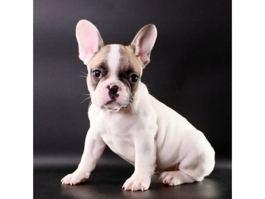 [#3529] Ghost - White Male French Bulldog Puppies For Sale