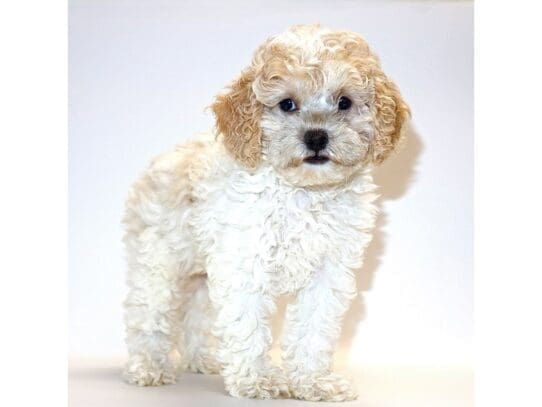 [#3206] Basil - Buff & White Female Cockapoo Puppies For Sale
