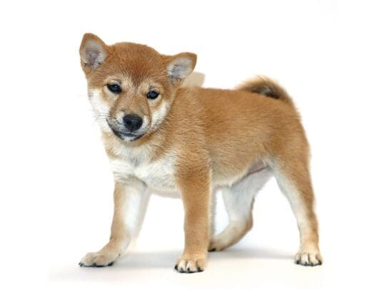 [#3209] Rosemary - Red Sesame Female Shiba Inu Puppies For Sale