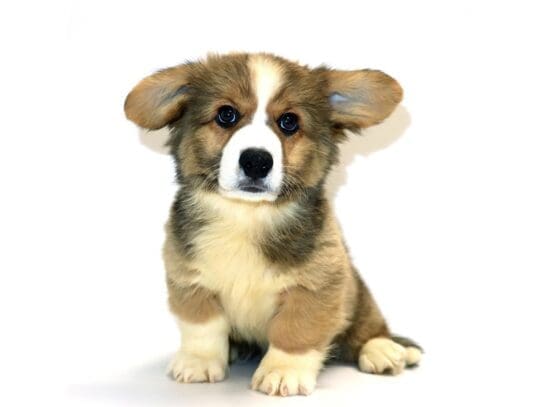 [#3210] Caraway - Brindle / White Male Cardigan Welsh Corgi Puppies For Sale