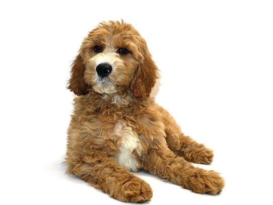 [#3212] Cumin - Golden Male Goldendoodle 2nd Gen Puppies For Sale