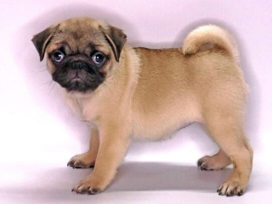 [#3535] Honey - Fawn Female Pug Puppies For Sale