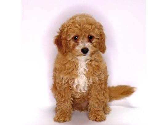 [#3538] Theo - Apricot Male Cavapoo Puppies For Sale