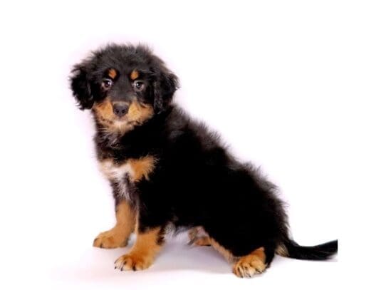[#3539] Snoopy - Black and Tan Male Mini Aussie Poo Puppies For Sale