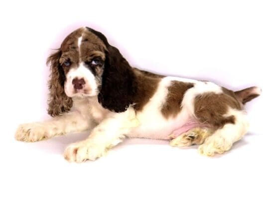 [#3540] Clyde - Red Roan Male Cocker Spaniel Puppies For Sale