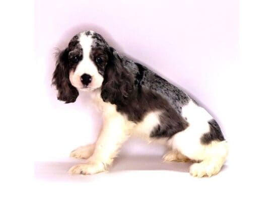 [#3543] Bonnie - Blue Roan Female Cocker Spaniel Puppies For Sale