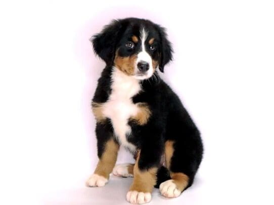 [#3545] Breeze - Black/ White/ Tan Female Bernese Mountain Dog Puppies For Sale