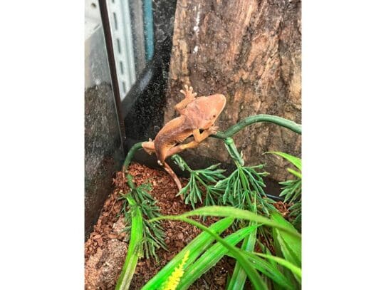 [#R099]  - Flame Crested Gecko Reptiles For Sale