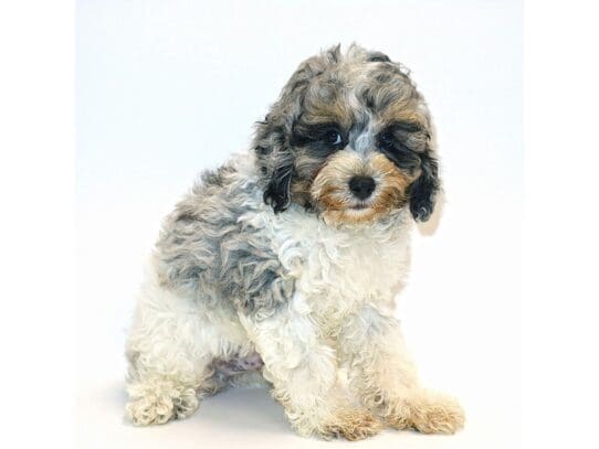 [#3216] Saratoga - Blue Merle Male Cockapoo Puppies For Sale