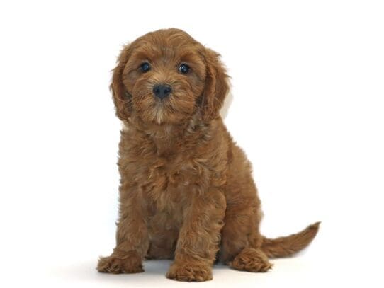 [#3217] Ozarka - Red Male Cavapoo Puppies For Sale