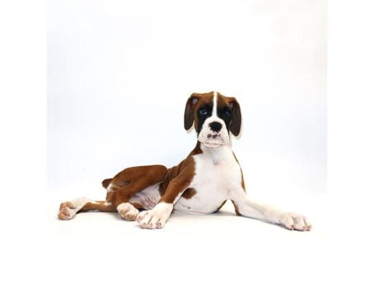 [#3221] Evian - Fawn Male Boxer Puppies For Sale