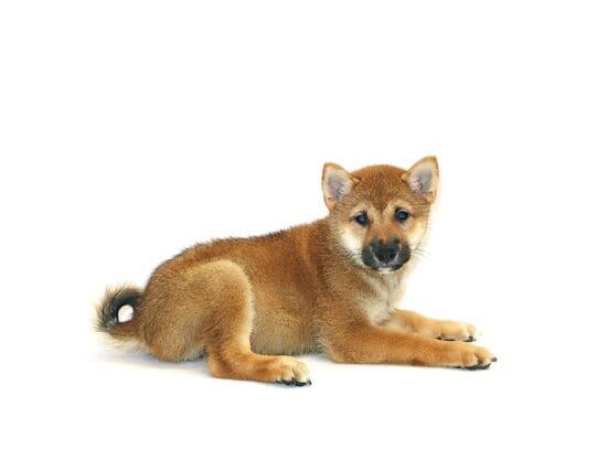 [#3222] Fiji - Red Female Shiba Inu Puppies For Sale