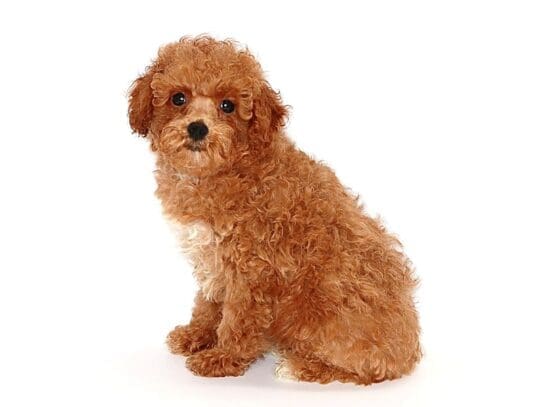 [#3547] Hewey - Red Male Poodle Puppies For Sale
