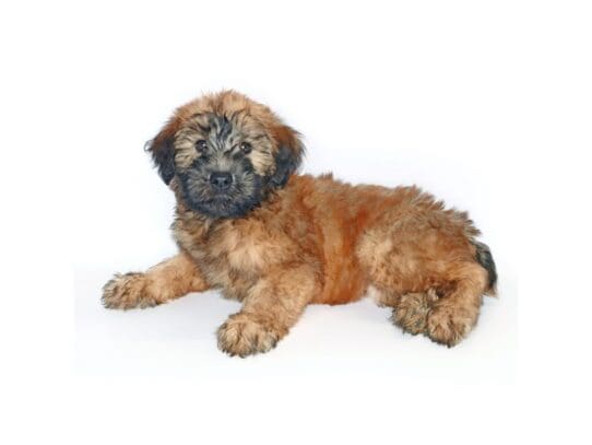 [#3550] Cardi - Wheaten Female Soft Coated Wheaten Terrier Puppies For Sale