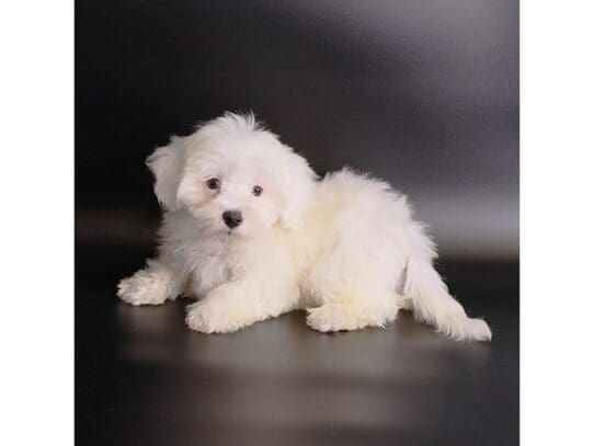 [#3552] Birdie - White Female Coton De Tulear Puppies For Sale