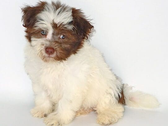 [#3553] Azucar - Chocolate / White Female Havanese Puppies For Sale