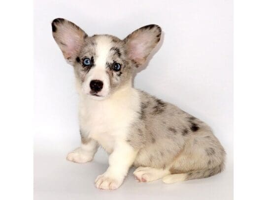 [#3554] Diamond - Blue Merle Female Cardigan Welsh Corgi Puppies For Sale
