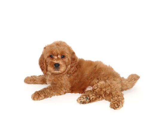 [#3556] Crimson - Red Male Mini Goldendoodle 2nd Gen Puppies For Sale