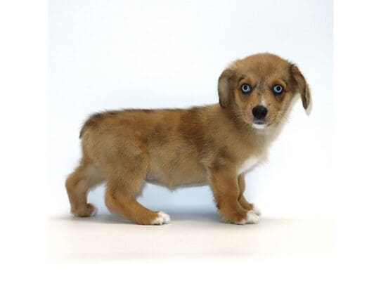 [#3224] Miranda - Sable Merle and White Female Auggie Puppies For Sale