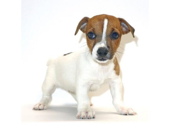 [#3230] Dolly - Brown / White Female Jack Russell Terrier Puppies For Sale