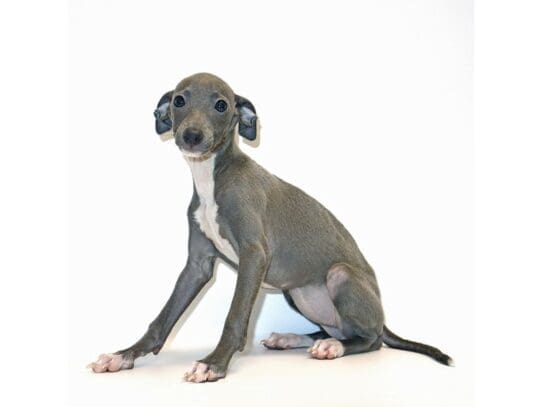 [#3233] Wynonna - Blue / White Female Italian Greyhound Puppies For Sale
