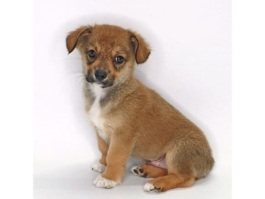 [#3558] Sparky - Sable and White Male Auggie Puppies For Sale