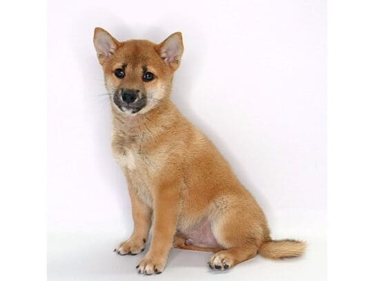 [#3559] Haru - Red Male Shiba Inu Puppies For Sale