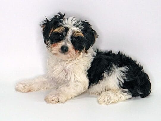 [#3560] Miso - Black Tan and White Male Yorkshire Terrier Puppies For Sale