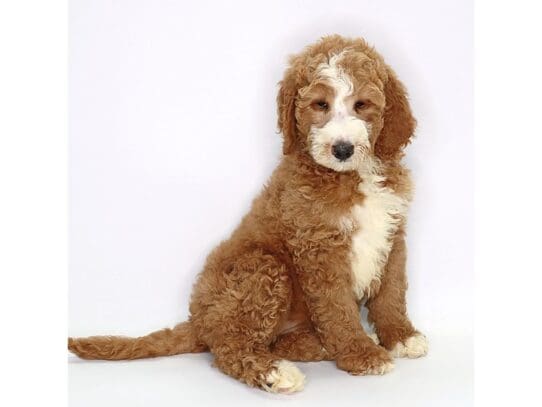 [#3566] Harlow - Red Female Goldendoodle 2nd Gen Puppies For Sale