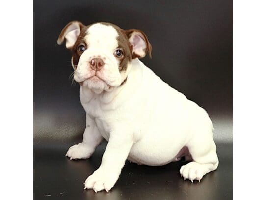 [#3567] Odette - White , Chocolate Female Victorian Bulldog Puppies For Sale