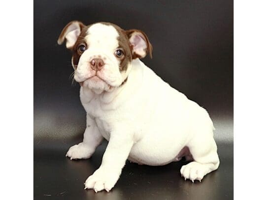 [#3567] Odette - White , Chocolate Female Victorian Bulldog Puppies For Sale