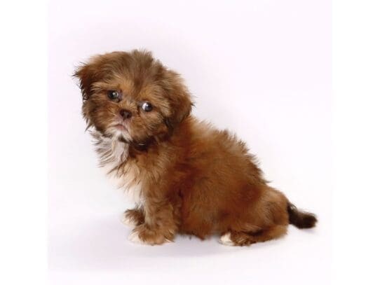 [#3569] Honey - Brindle Female Shih Tzu Puppies For Sale
