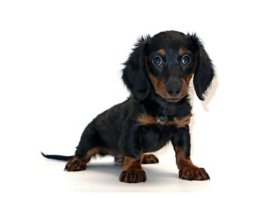 [#3241] Zubat - Black and Tan Male Dachshund Puppies For Sale