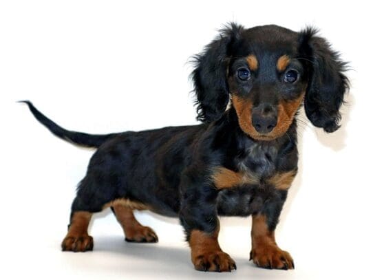 [#3242] Ninetales - Black and Tan Female Dachshund Puppies For Sale
