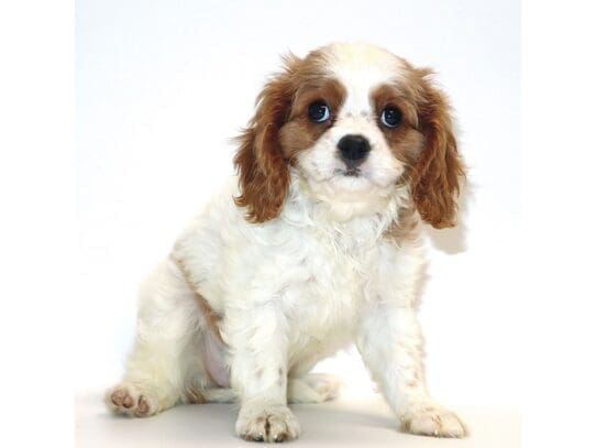[#3245] Clefairy - Blenheim Female Cavalier King Charles Spaniel Puppies For Sale